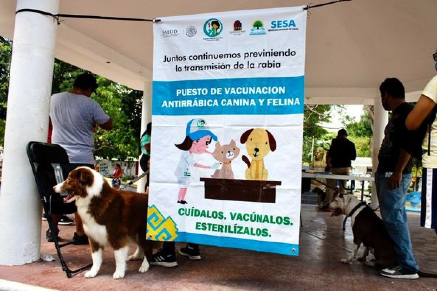 Impulsa el gobierno de Puerto Morelos la cultura del bienestar animal