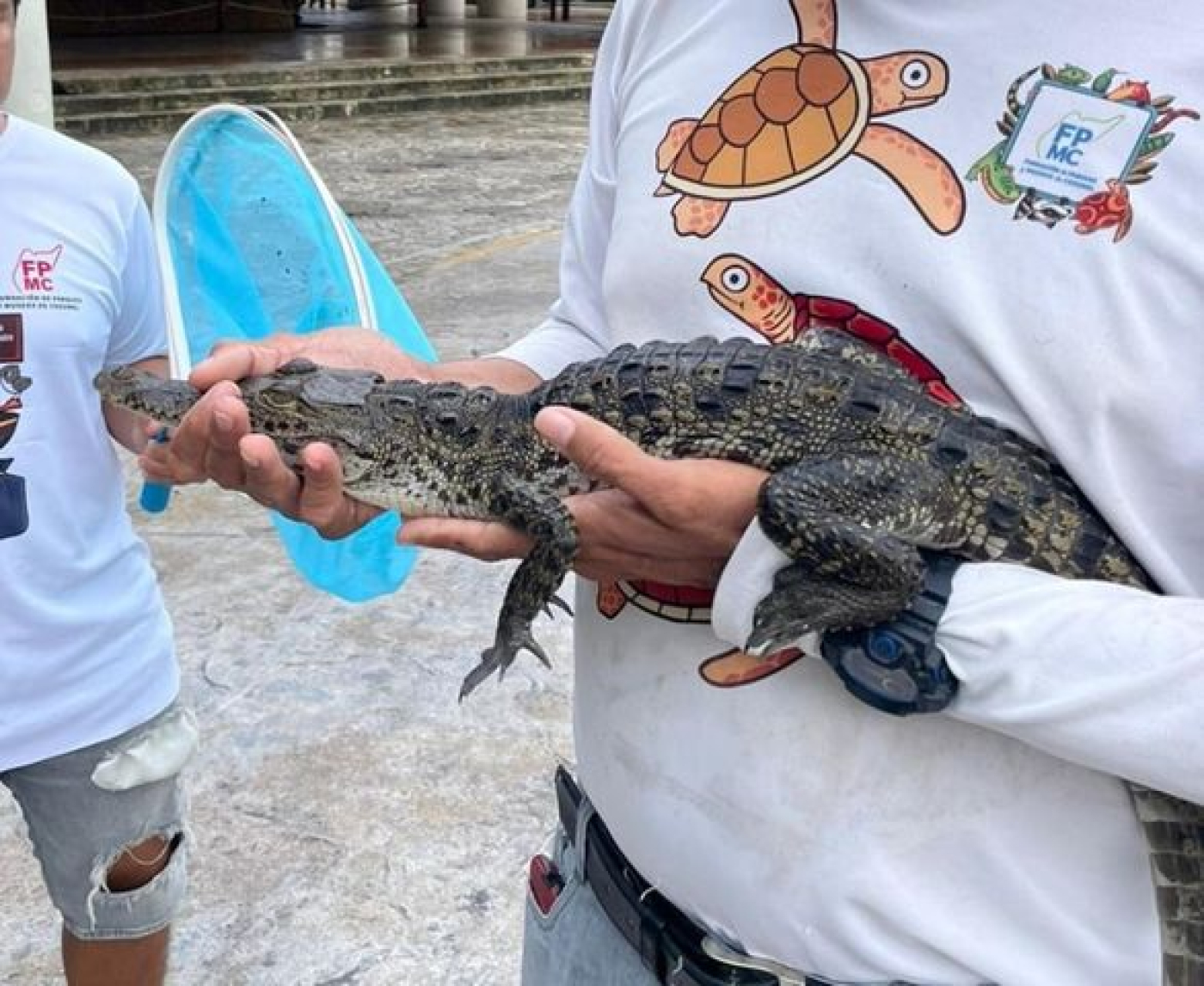 Rescatan fauna silvestre en Cozumel: un esfuerzo conjunto entre ciudadanos y la FPMC