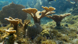 La FPMC da continuidad al programa de restauración de arrecifes