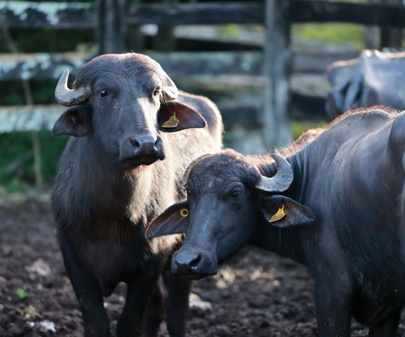 Impulsan la crianza de búfalos en la Zona Continental de Isla Mujeres