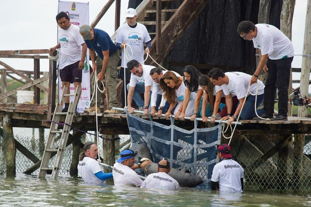 Encabeza Mara Lezama liberación de Pompeyo en el Santuario del Manatí