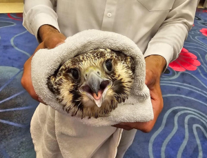 La FPMC rescata aves migratorias y destaca el rol de la comunidad en la protección de la avifauna