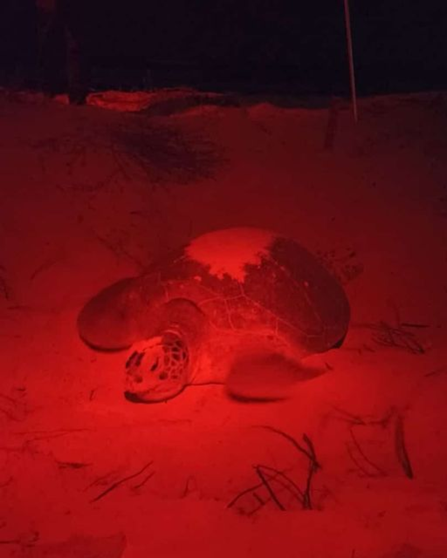 Gobierno de Cozumel continúa con acciones de protección a la tortuga marina