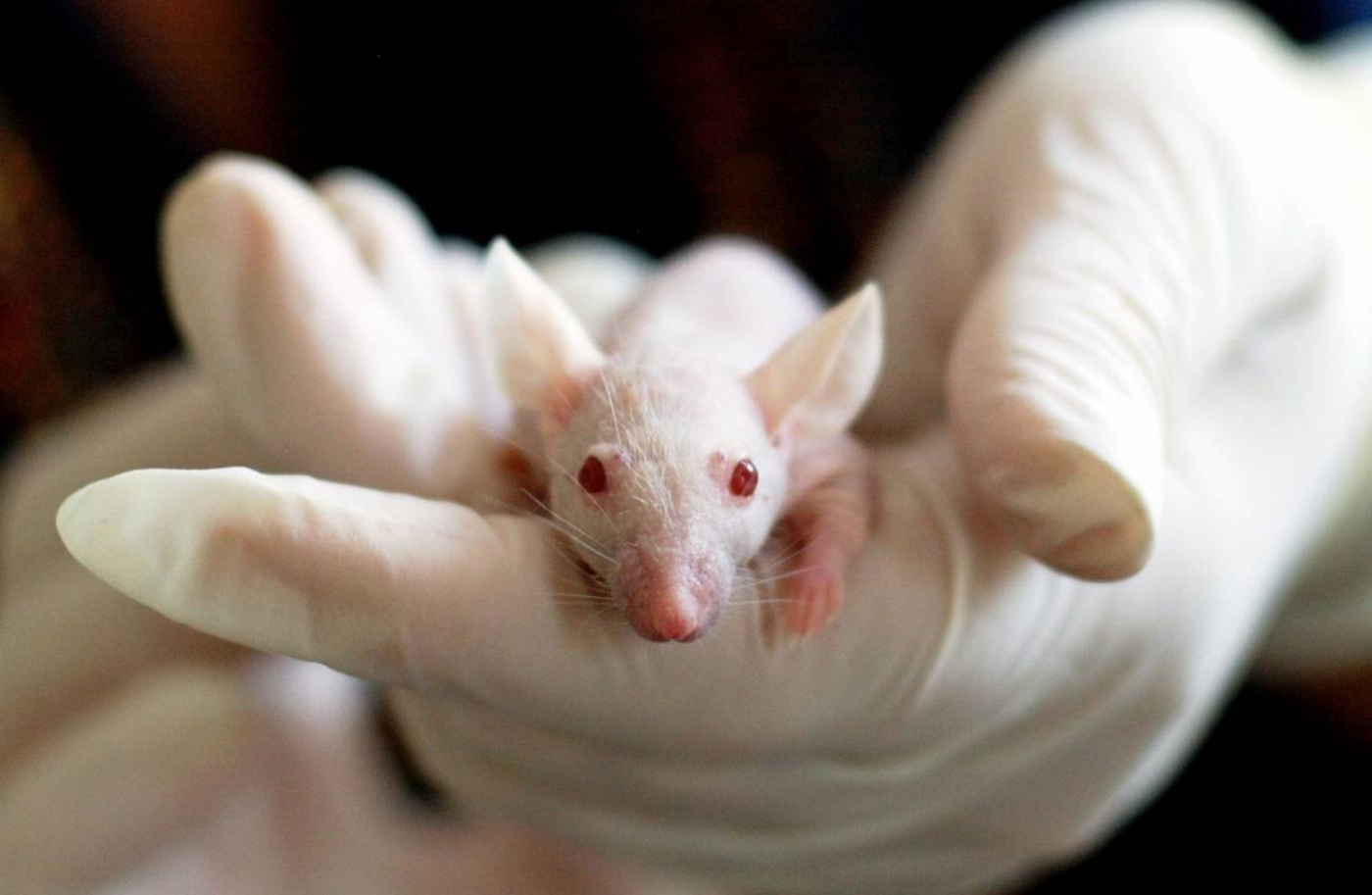 Ratones modificados genéticamente abren la puerta a la medicina personalizada en una enfermedad rara