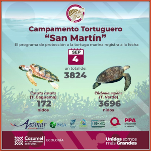 Gobierno de Juanita Alonso continúa acciones a favor de la tortuga marina