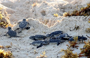 Buenos números en la temporada de anidación de tortuga marina