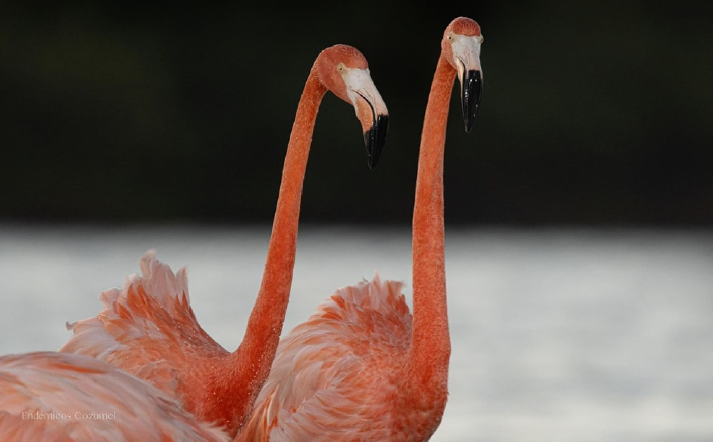 Registran en Punta Sur a flamenco anillado en Yucatán hace 24 años