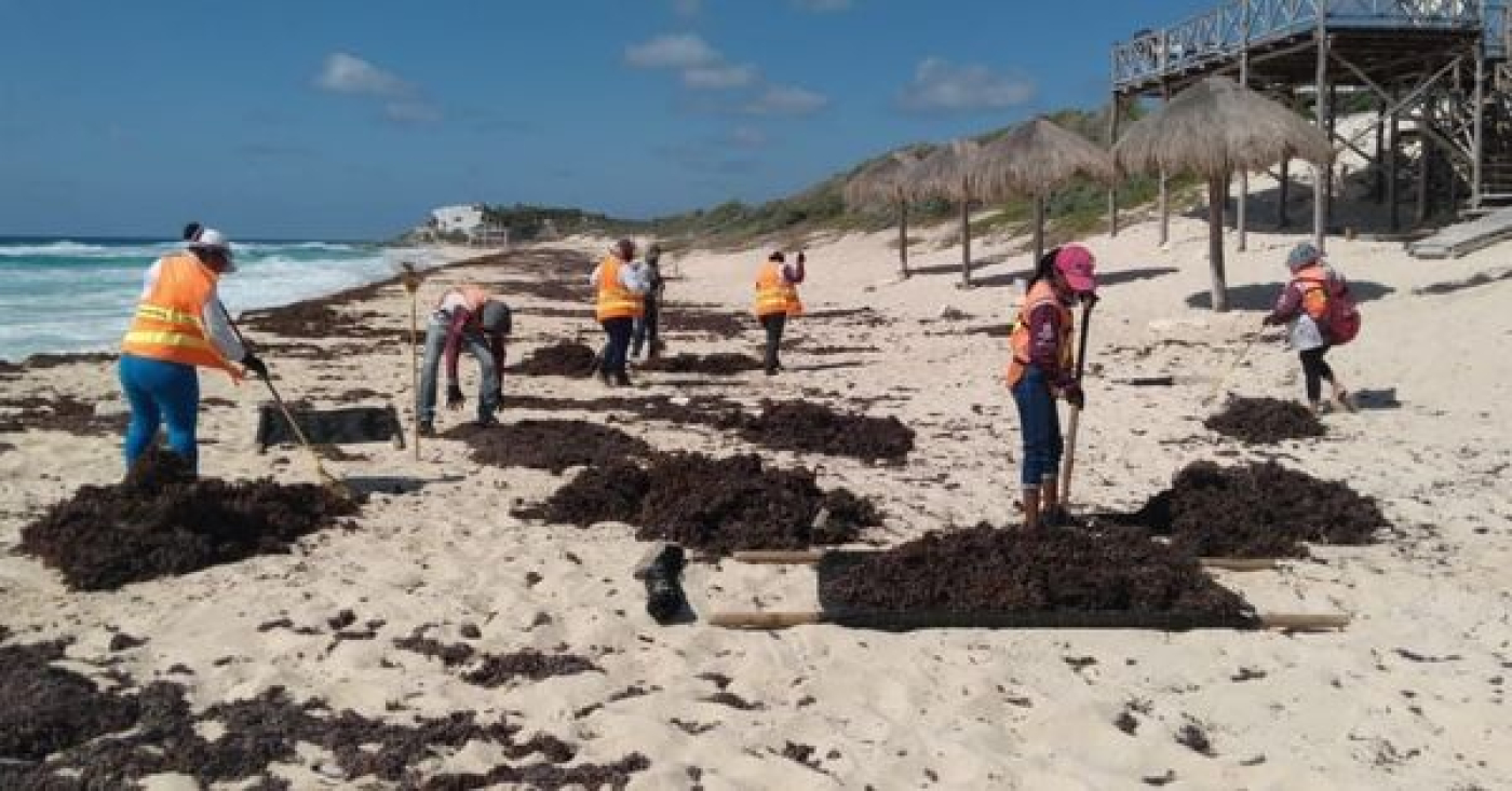 ZOFEMAT continúa los trabajos de limpieza de playas en Cozumel