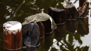 La Fundación de Parques y Museos registra cría de cocodrilo americano en Punta Sur