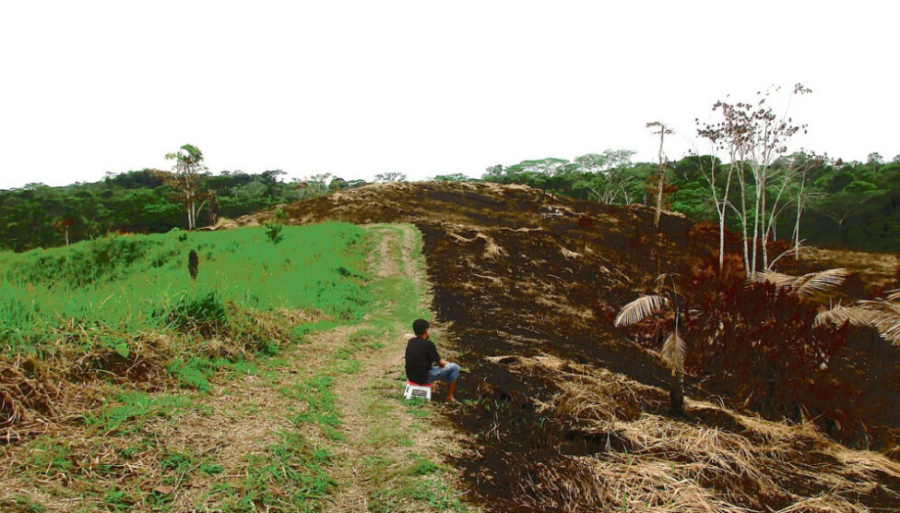 Ley de la UE contra deforestación tendría efecto adverso en América Latina